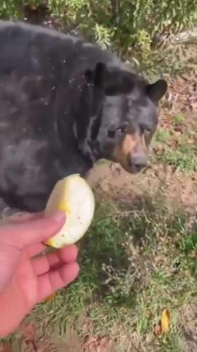 My 2 year old rottie trying apple for the first time