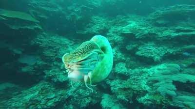 A crusty nautilus (Allonautilus scrobiculatus) swimming in the Bismarck Sea, New Guinea. The species was believed extinct until rediscovered in 2015.