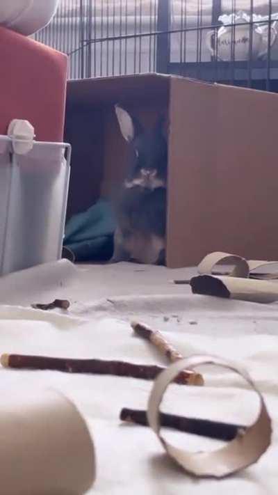 Cadbury on watch (*plays Lionel Richie’s “Hello”*)