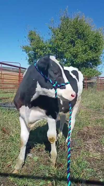New calf laid with me :)