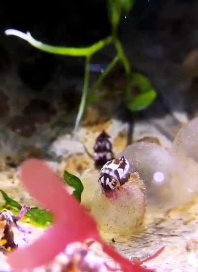 My Cuttlefish People Need Me