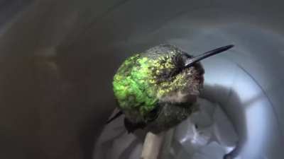 A Hummingbird snoring while sleeping