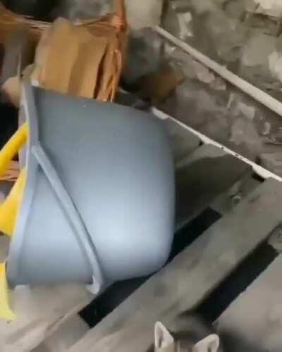 Black cats are not bad luck🐈🐈😻