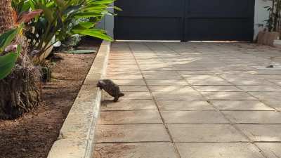 Maybe I should build him a ramp... Nevermind. 