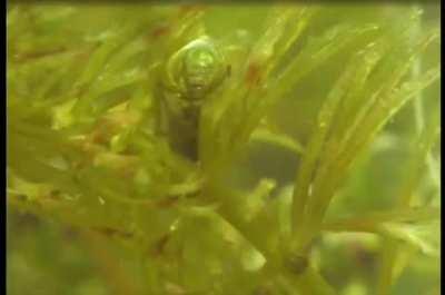 Diving bell spider preserving oxygen.