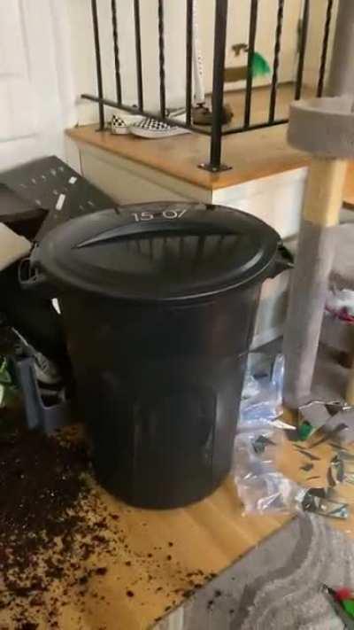 anyone want a cat?? tabby cat… FREE cat.