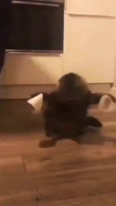 #32 This cat is 🙀