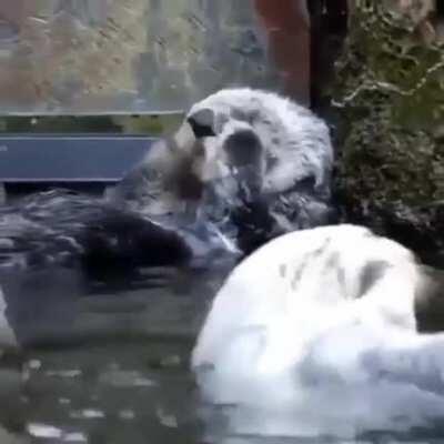 An otter enjoying it's bath