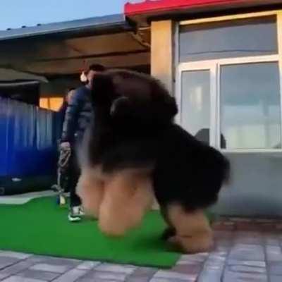 Just a happy little pupper