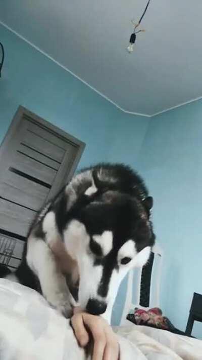 GumGum demanding his morning scratches☺️