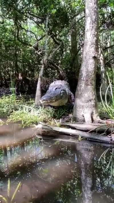 Absolute Unit of a Gator