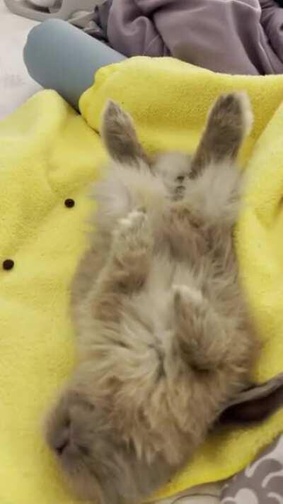 He loves to flop on his back 🥺