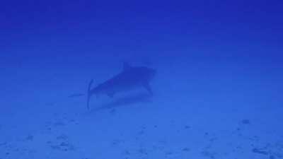 Aetobatus narinari and Galeocerdo cuvier