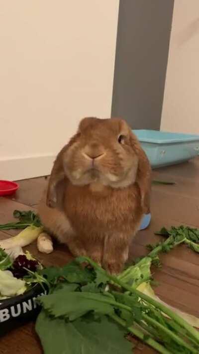 HELP! Weird chewing from our Romeo: he struggles with fibre rich greens and takes forever to chew, with little head twitches you can see in the video. As if he’s adjusting food in his mouth? Any bun mum or dad has experienced anything like this? (Note: bu