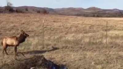 Hunter uses his shotgun to free trapped elk (x-post r/gifs)