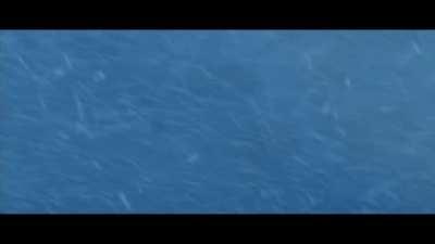 Dolphins arriving in Kansas City