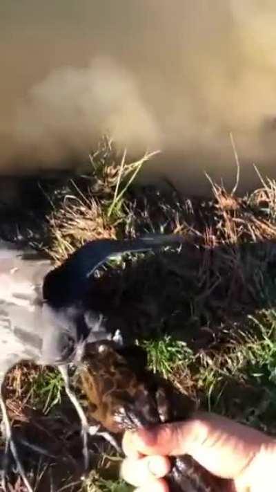 Human helping a feathered flying fellow.