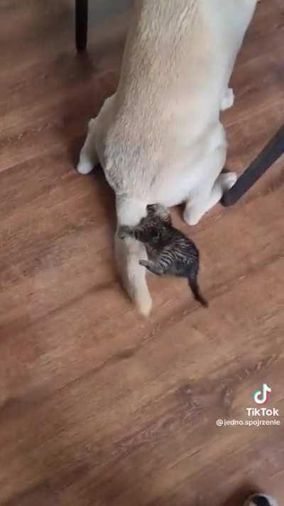 She just want to play 🥺