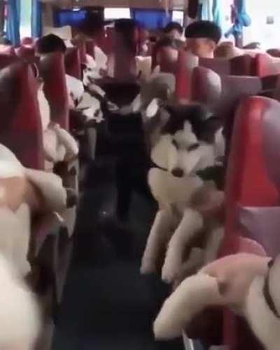 Bitch, I'm the dog bus!