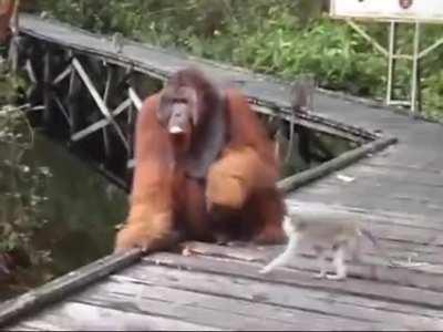 Не кради банану