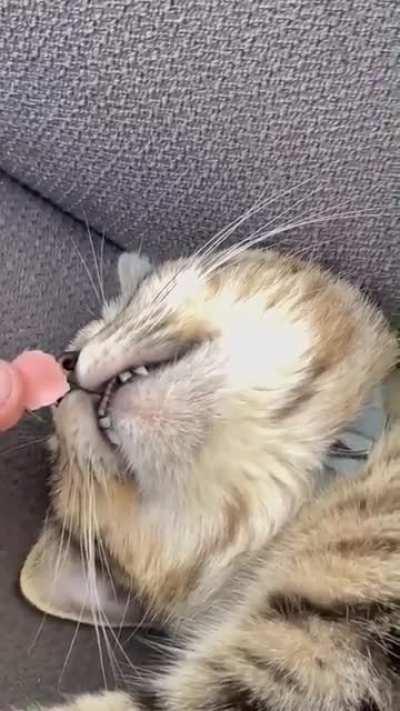 Cat Dream Influencer At Work