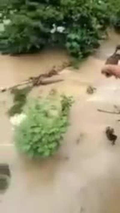 Just another horse rescue from a flooding...