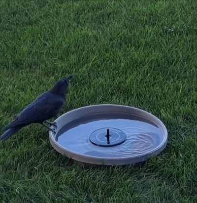 Crow Drink 💧