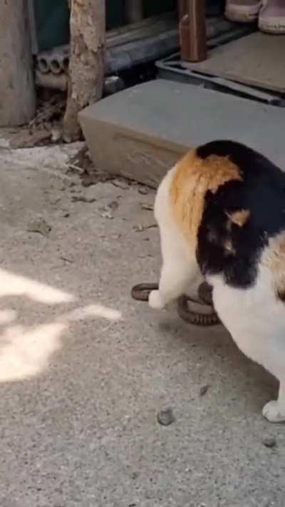 Snake vs cat 