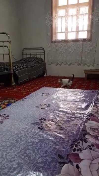 gato dando uma quicada at&ocirc;mica