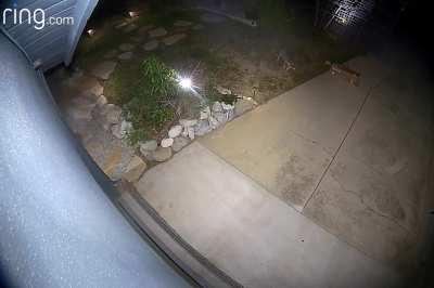 Coyote broke into our yard to play with and steal our dogs toys 