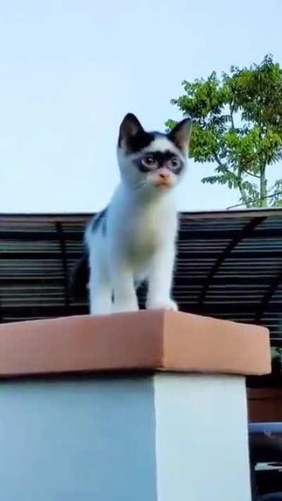 My SuperCat. BatCat😾