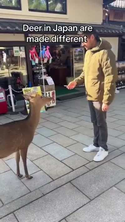 Japanese deer are so polite.