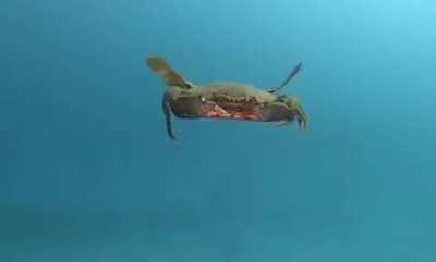 Crab swims up with no fear next to human.