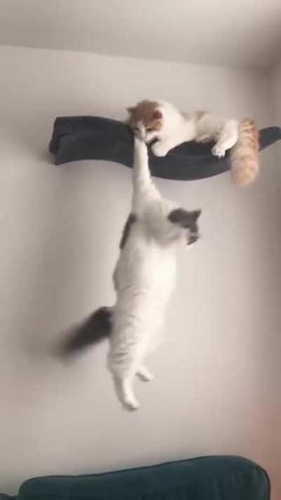 Меаn Кittеn. . .