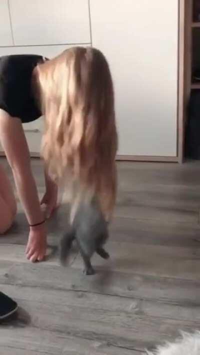 This kitty loves hair, maybe a little too much