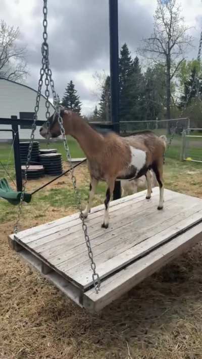 Surfer girls Kitty & Daisy 🤗