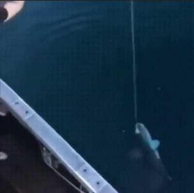 How to fish properly in America