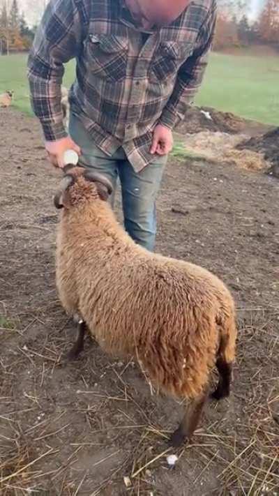Larry’s a big boy now but still gets a bottle every now and then at Little Red Barn Farm Sanctuary in Vermont