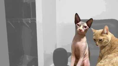 GTA Fat Ian version - loading screen