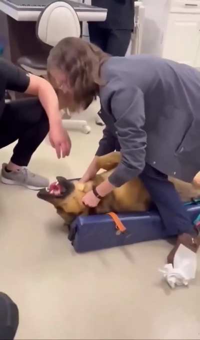 Humans force dog to eat squeaky toy