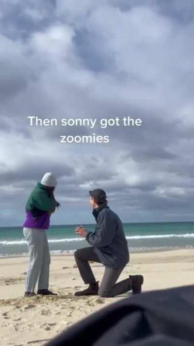 The dog steals the show