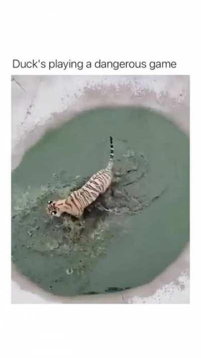 A fearless duck that doesn't give any f*#ks.