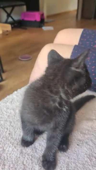 Someone didn't get attention for over 3 seconds, its such a drama queen (sound on)