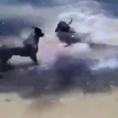 Dog goes swimming and gets attacked by shark