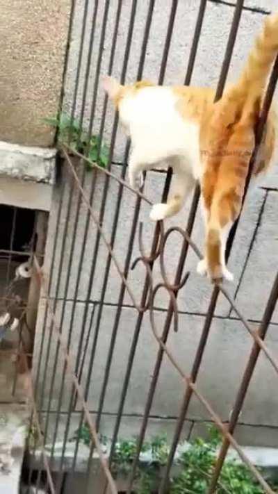 The world-famous Cat walk.