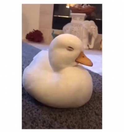 Little duck falling asleep