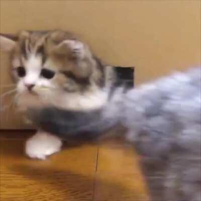 Multiple water molecules