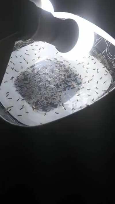 Meu projeto de quarentena finalmente posto em prática