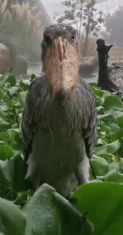 A Shoebill Stork eerily staring into the camera in rain.