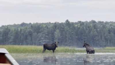 (OC) Awesome moose encounter